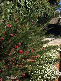 2d44ac03-20170327 Ri grevillea.jpg